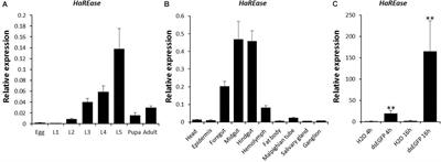 Knockout of the HaREase Gene Improves the Stability of dsRNA and Increases the Sensitivity of Helicoverpa armigera to Bacillus thuringiensis Toxin